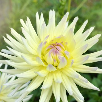 Kaktusdaalia Shooting Star