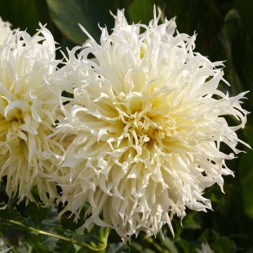 Kaktusdaalia Tsuki Yori no Shisha