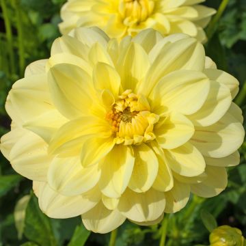 Kameliadaalia Glory of Heemstede