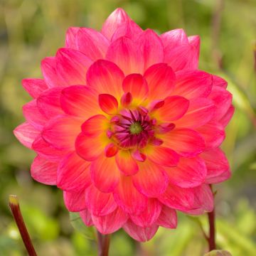 Kameliadaalia Kilburn Glow