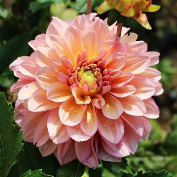 Kameliadaalia Milena Fleur