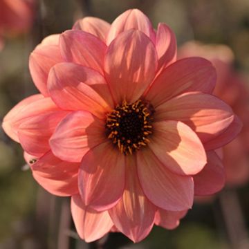 Maisemadaalia Classic Poeme