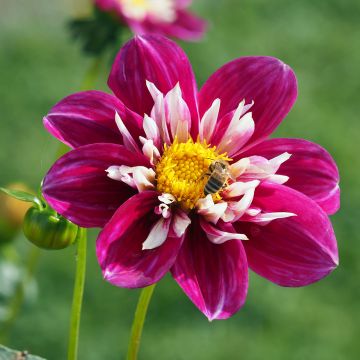 Kaulusdaalia Bumble Rumble