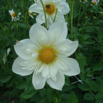 Kaulusdaalia Twyning's White Chocolate