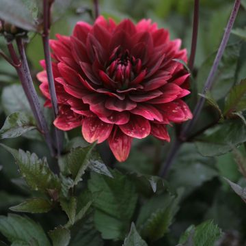 Koristedaalia After Dusk