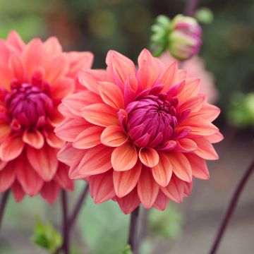 Koristedaalia American Dawn