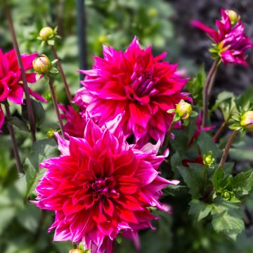 Koristedaalia Babylon purppura