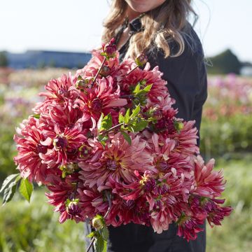 Koristedaalia Dutch Delight