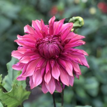 Koristedaalia Penhill Dark Monarch