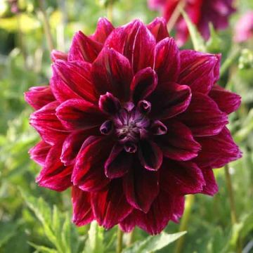 Koristedaalia Seawood Glory
