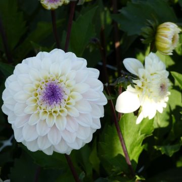 Koristedaalia Seniors White