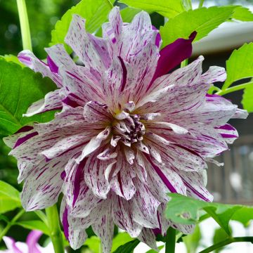 Koristedaalia Taiheiyo
