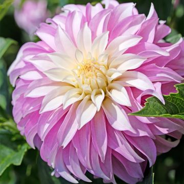 Koristedaalia Pink Petticoat
