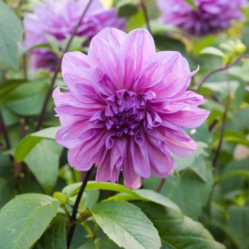 Jättidaalia Lilac Time