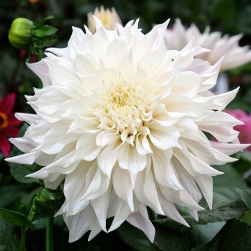 Jättidaalia White Perfection