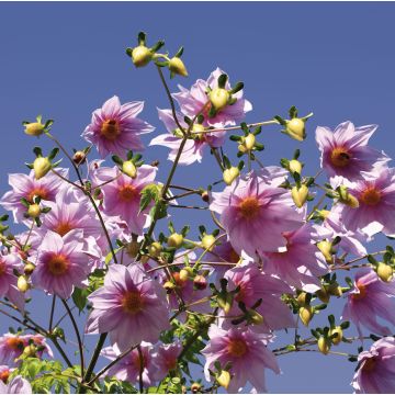 Kellopuudaalia - Dahlia imperialis
