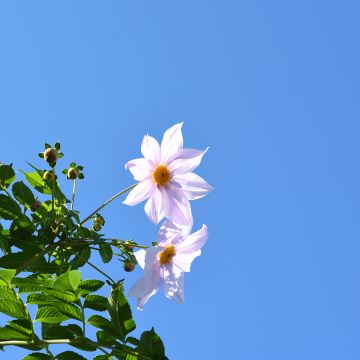 Kellopuudaalia White
