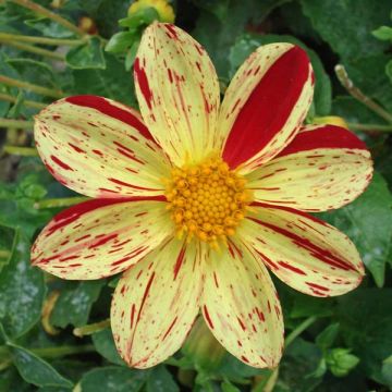 Maisemadaalia Lucky Stripe