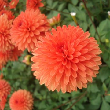 Kääpiödaalia Jewel Orange