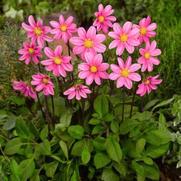Kääpiödaalia Topmix Pink