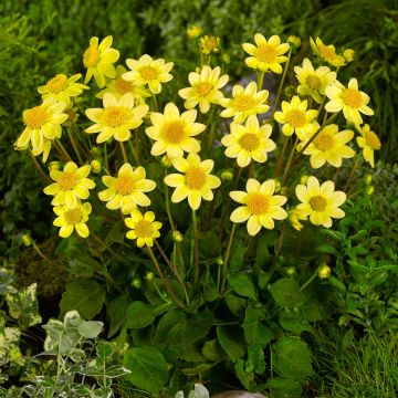 Kääpiödaalia Topmix Yellow