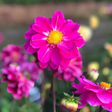 Maisemadaalia Miracle Purple