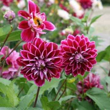 Koristedaalia Purple Pearl