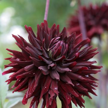 Kaktusdaalia Black Jack