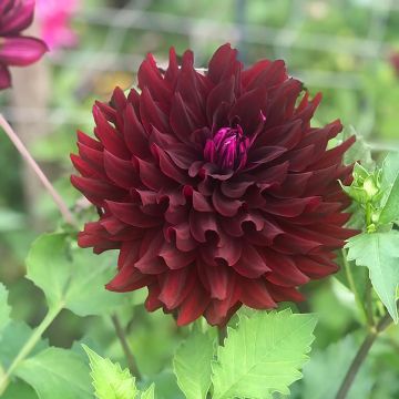Kaktusdaalia Hollyhill Black Beauty