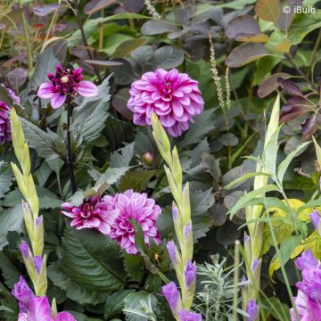 Kääpiödaalia Gardenetta Lavender
