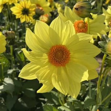 Maisemadaalia Tournesol