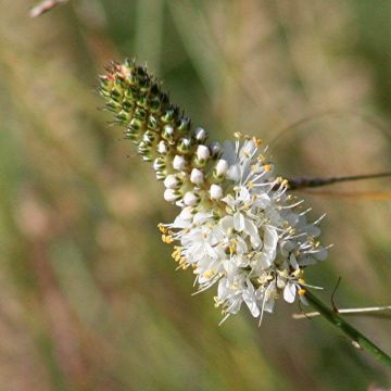 Preeria-apila - Dalea candida