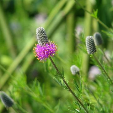 Preeria-apila - Dalea purpurea