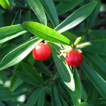 danee - Danae racemosa