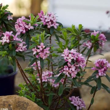 Näsiä Pink Fragrance