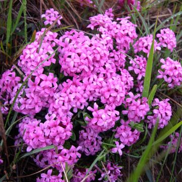 Ruusunäsiä - Daphne cneorum