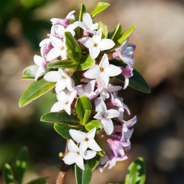 Näsiä - Daphne retusa