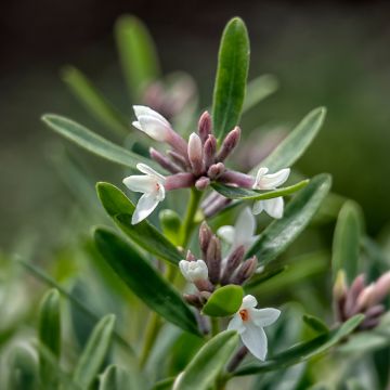Näsiä Eternal Fragrance