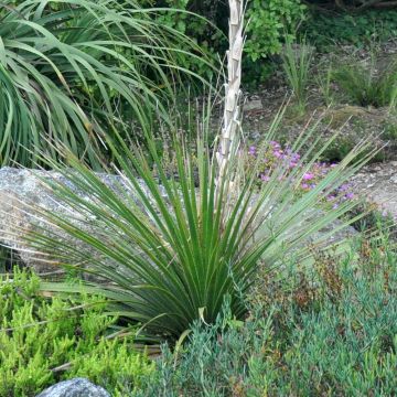 Jupi - Dasylirion cedrosanum