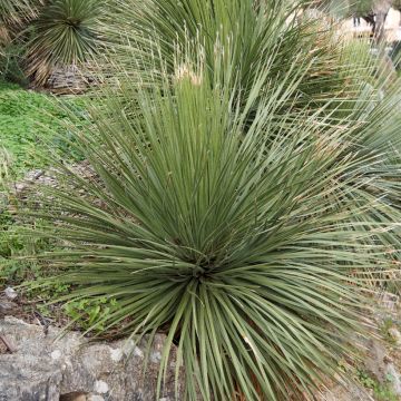 Sinijuppi - Dasylirion glaucophyllum