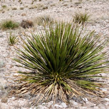 Jupi - Dasylirion leiophyllum
