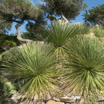 Sutijuppi - Dasylirion wheeleri