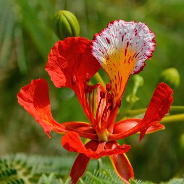 Liekkipuu - Delonix regia