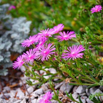 Punapiikkipäivikki - Delosperma cooperi