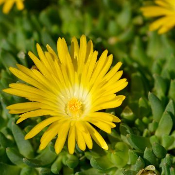 Piikkipäiviki - Delosperma deschampsii