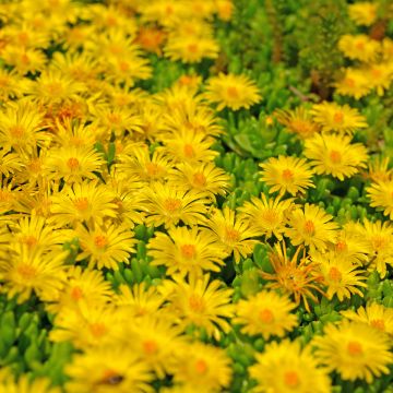 Piikkipäivikki - Delosperma lineare