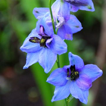 Tarharitarinkannus Blauwal