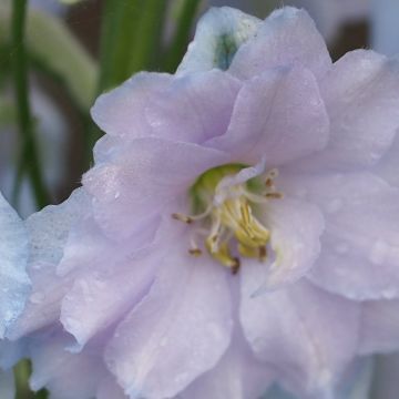 Tarharitarinkannus Blue Lace
