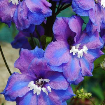 Tarharitarinkannus Blue Triumphator