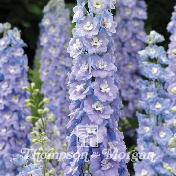 Tarharitarinkannus Centurion Lilac Blue Bicolour F1 (siemenet)